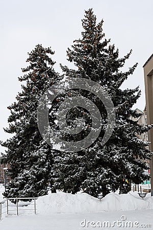 Large fir trees with lush branches, needles and cones are covered with snow. Stock Photo