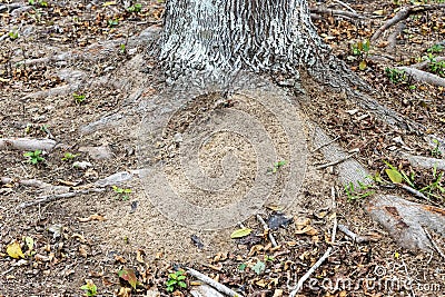 Large fire ant hill against oak tree base Stock Photo