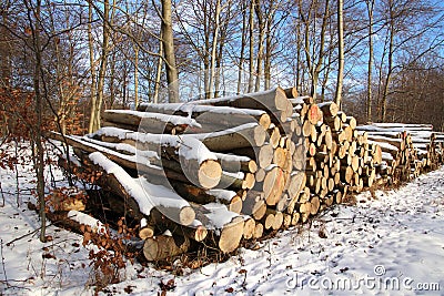 Large Firewood Stack in the forest with snow Stock Photo