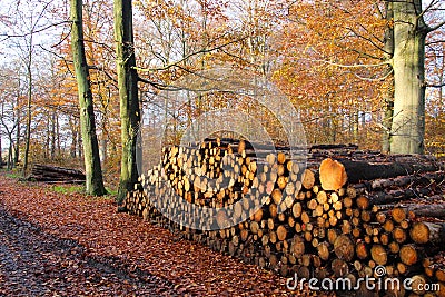 Large firewood stack Stock Photo