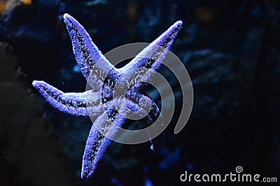 Large five-pointed starfish in an aquarium Gdynia, Poland Stock Photo