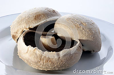 Large flat organic mushroom Stock Photo