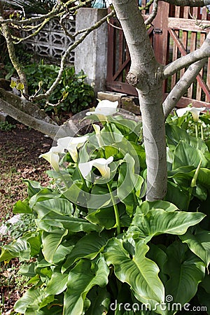 Ð¡alla bush blossomed near the house Stock Photo