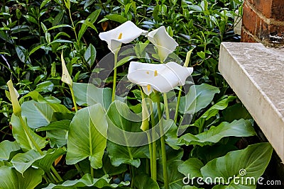 Large flawless white Calla lilies flowers, Zantedeschia aethiopica, with a bright yellow spadix in the centre of each flower. The Stock Photo