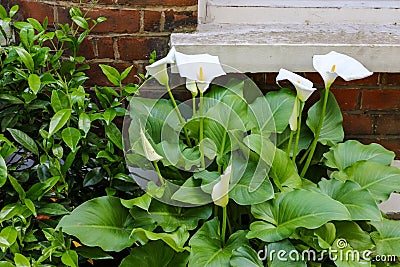 Large flawless white Calla lilies flowers, Zantedeschia aethiopica, with a bright yellow spadix in the centre of each flower. The Stock Photo