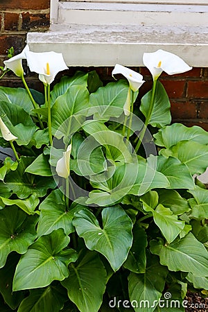 Large flawless white Calla lilies flowers, Zantedeschia aethiopica, with a bright yellow spadix in the centre of each flower. The Stock Photo