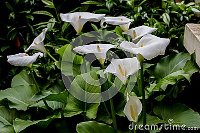 Large flawless white Calla lilies flowers, Zantedeschia aethiopica, with a bright yellow spadix in the centre of each flower. The Stock Photo