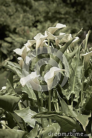 Large flawless white Calla lilies flowers, Zantedeschia aethiopica, with a bright yellow spadix in the centre of each flower. Whit Stock Photo