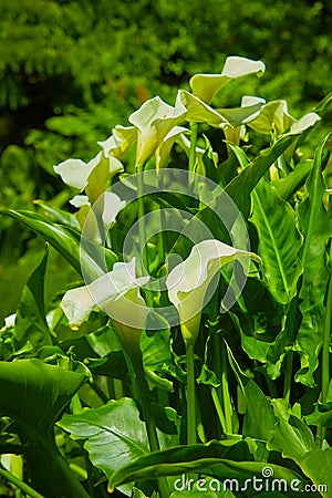 Large flawless white Calla lilies flowers, Zantedeschia aethiopica, with a bright yellow spadix in the centre of each flower. Whit Stock Photo