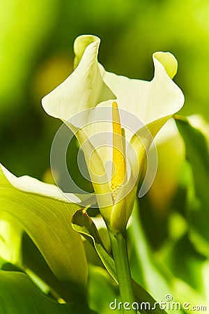 Large flawless white Calla lilies flowers, Zantedeschia aethiopica, with a bright yellow spadix in the centre of each flower. Whit Stock Photo