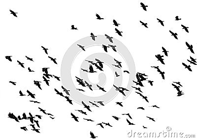large flock of black birds crows flying on an isolated white background Stock Photo