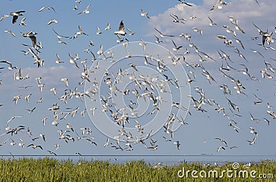 Large flock of Black-headed Gulls (Larus ridibundus) and Sandwitch Terns (Sterna sandvicensis) flyi Stock Photo