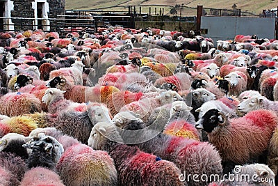 Large flock of colorful Herdwick sheep in farmyard Editorial Stock Photo