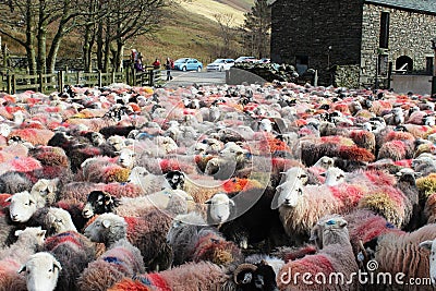 Large flock of colorful Herdwick sheep in farmyard Editorial Stock Photo