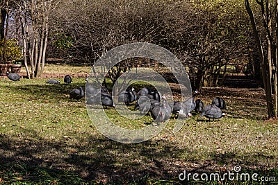 A large flock of Ginnie fowl Stock Photo