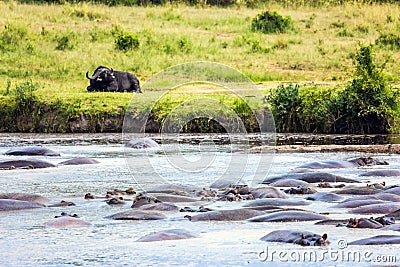 Large flock of hippos resting in the lake Stock Photo