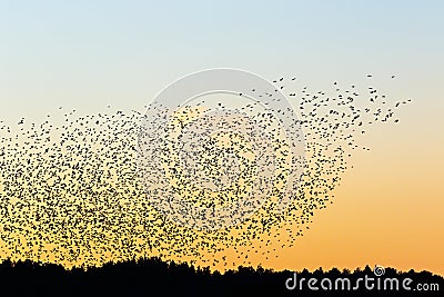 Large flock of jackdaws in sunset Stock Photo