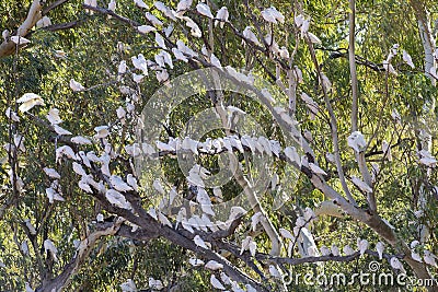 Large flock of little corellas. Stock Photo