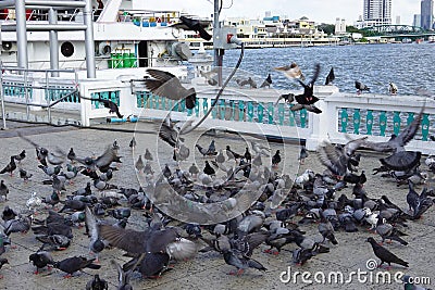 Large flock of pigeons standing on the floor Editorial Stock Photo