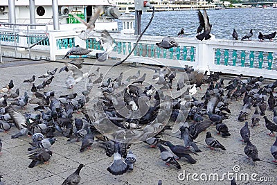 Large flock of pigeons standing on the floor Editorial Stock Photo