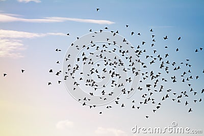 Large flock of red winged blackbirds Stock Photo