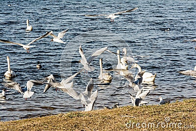 Large flock of seagulls geese swans in a city park Stock Photo