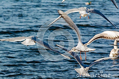 Large flock of seagulls geese swans in a city park Stock Photo