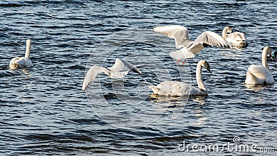 Large flock of seagulls geese swans in a city park Stock Photo