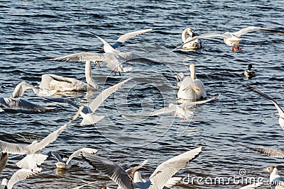 Large flock of seagulls geese swans in a city park Stock Photo