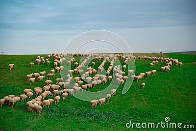 Flock of sheep Stock Photo