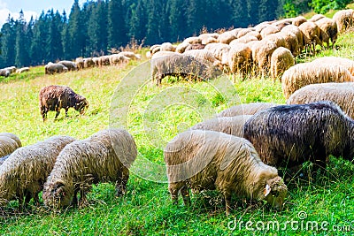 A large flock of sheep on a green meadow on a slope of mountains Stock Photo