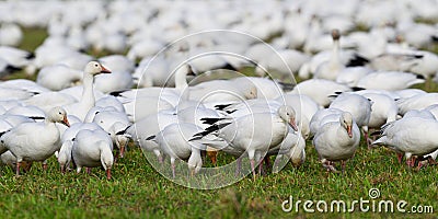 Large flock of snow geese feeding while wintering in the Skagit Valley Stock Photo