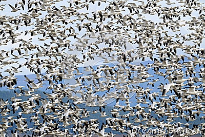 Large flock of wintering snow geese flying together over the Skagit Valley Stock Photo