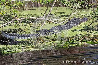 Large Florida Alligator Stock Photo