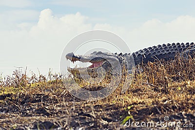 Large Florida Alligator Stock Photo