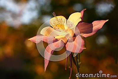 Large flower of a aquilegia. Stock Photo