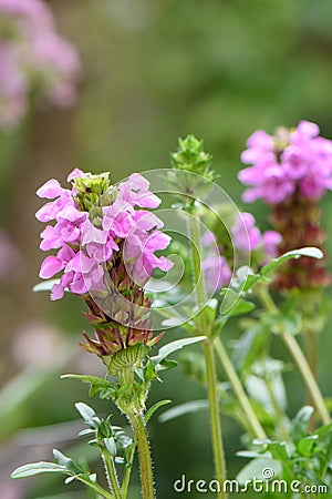 Self-heal Prunella x webbiana Gruss aus Isernhagen, lilac flower Stock Photo