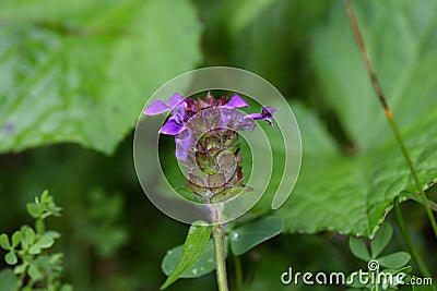 Large flowered selfheal Prunella grandiflora Stock Photo