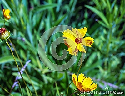 Large-flowered Tickseed Sonnenkind flower - Latin name - Coreopsis grandiflora Sonnenkind Stock Photo