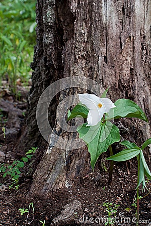 Large-flowered trillium guarded by a tree Stock Photo