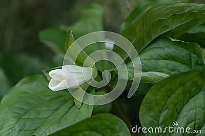 White Trillium grandiflorum, budding white flower Stock Photo