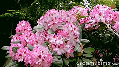 Large flowering azaleas flowers in the garden. Stock Photo