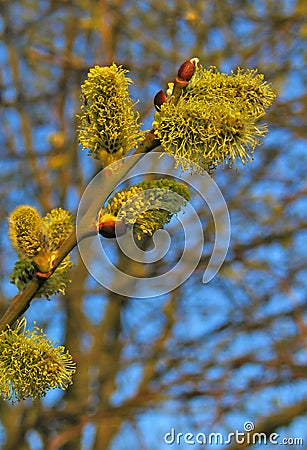 Large flowering catkins with pollen pistils. Stock Photo