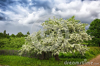 Large flowering tree Stock Photo