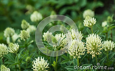 Large flowers of White Clover plants from close Stock Photo