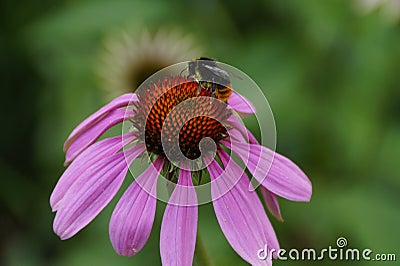 a fluffy bumble bee sitting on a pink echinacea flower Stock Photo