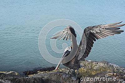 Pelican Holding Its Wings Up and Out from Its Body Stock Photo