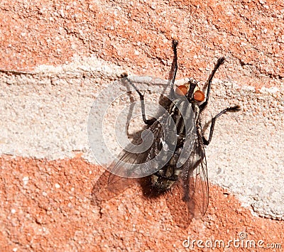 Large Fly on a Wall Stock Photo