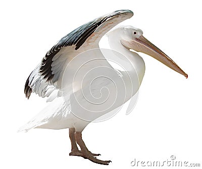 Large pelican with open wings isolated on white Stock Photo