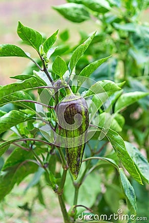 Large fodder beets are ripening in the rural vegetable garden. Bacterial diseases and pests of vegetable crops Stock Photo